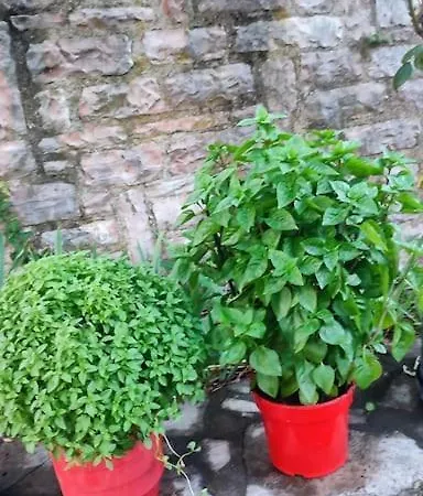 μαριγουλαμ