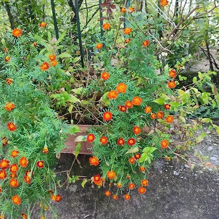 μαριγουλαμ *