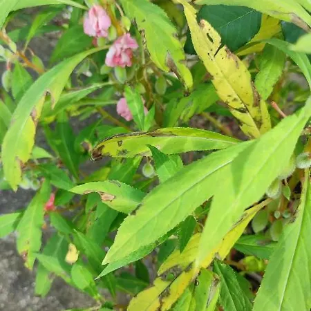 μαριγουλαμ Casa de Férias Kalesmenon