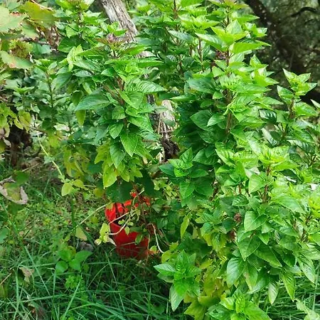 μαριγουλαμ Casa de Férias *