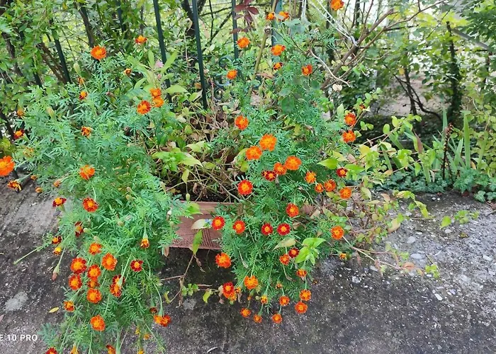 μαριγουλαμ *