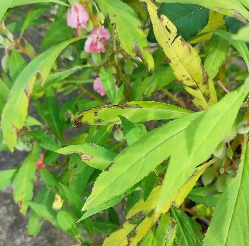 μαριγουλαμ Holiday home Kalesmenon