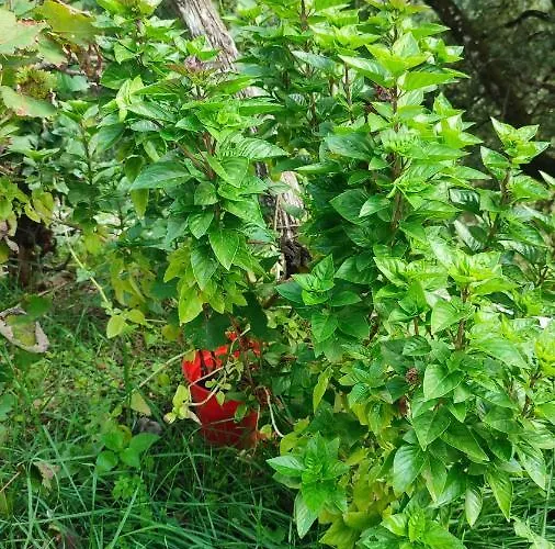 μαριγουλαμ Holiday home *